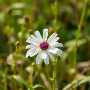 panele podłogowe cena